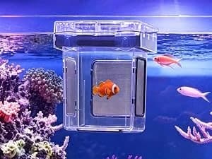 Aquarium Breeder Box for Fish Tank — 316 Stainless Mesh Fry Nursery — 3 Ways to Use It — and How Big It Actually Is