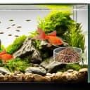 60mm Fish Tank Feeder Dish Aquarium Shrimp Feeder Dish with Suction Clear Fish Tank Feeding Bowl Round Clear