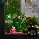 60mm Fish Tank Feeder Dish Aquarium Shrimp Feeder Dish with Suction Clear Fish Tank Feeding Bowl Round Clear