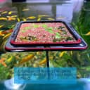Magnetic Fish Feeding Ring — Floating Aquarium Feeder Ring for Fish Tank，Betta Feeding Ring for Goldfish