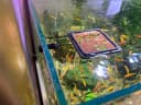 Magnetic Fish Feeding Ring — Floating Aquarium Feeder Ring for Fish Tank，Betta Feeding Ring for Goldfish