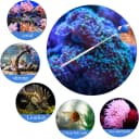 2 Sets Aquarium Coral Feeder Pipette — Long Syringe Feeding Tube Blue
