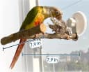 Portable Bird Perch Stand- T-Shaped Natural Apple Wood with Vacuum-Grip Suction Cup for Windows