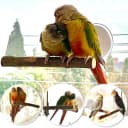Portable Bird Perch Stand- T-Shaped Natural Apple Wood with Vacuum-Grip Suction Cup for Windows