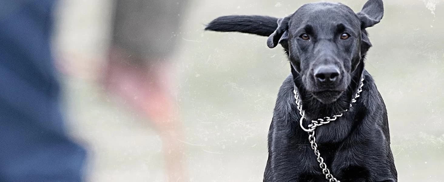 Brand Competition Mega Whistle - Hunting Dog Training Whistle with Easy-to-Blow Design - Protects Handlers Ear — product details