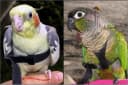 Pet Bird Harness and Leash — Petite