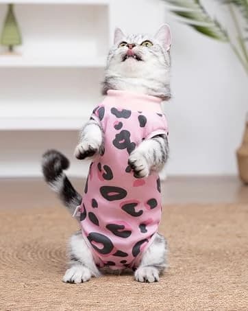 Dog Backpack for Small Dogs to Wear — collection imagery