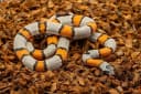 ReptiChip Reptile Substrate Coconut Chip Bedding 72 Quart Compressed Organic Coco Husk Block for Snake Habitat