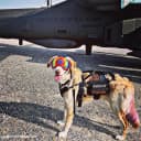 Service Dog Vest Harness, Service Dog Cape Guardian Dog Backpack Harness with Pouches Dog Saddle Bag for Small