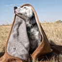 Firm Duck Sherpa-Lined Dog Throw Brown