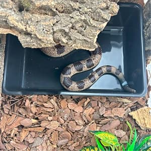 Reptile Hide Box — Snake and Gecko Hide — Smooth interior — ideal for ball python coils