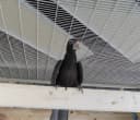 Safe Heater for Chicks — Coops