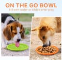 Dog Flying Disc — 2 Pack