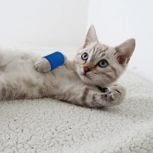 Pet Wrap — Self-Adhesive — Dog