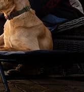 Final Stand Dog Adjustable Training Platform and Storage Panel | Hunting Stand | Elevated Pet System for Place — collection imagery