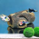 Resin Hollow Tree Trunk Betta Log Aquarium Decorations Ornament Fish House Cave Wood House Decor for Small and