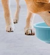 Gravity Pet Water Bowl — 16oz Anti-Splash Crate Dispenser — collection imagery