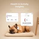 GPS Tracker for Dogs – Real-Time GPS Tracking and Escape Alerts — Set name: GPS Tracker for Dogs