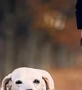 Dog Sunglasses Dog Goggles for Medium and Large Breed Dogs Eye Protection — collection imagery