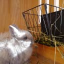Black Metal Rabbit — Foldable Hay Feeder