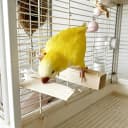 Bird Chew Toys Large Untreated Balsa Wood 10 Pack