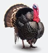 Door T50 – Automatic Chicken Coop Door Opener — collection imagery