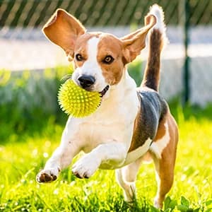 3.5” Squeaky Dog Toy Balls (6 Colors) Puppy Chew Toys for Teething — collection imagery