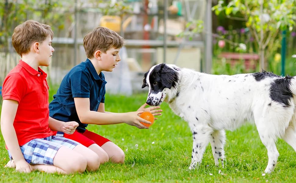 3.5” Squeaky Dog Toy Balls (6 Colors) Puppy Chew Toys for Teething — product details