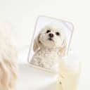 Fur Bébé Pet Shampoo - Mercer Street Scent (16 Fl oz)
