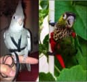 Pet Bird Harness and Leash — Petite