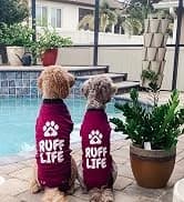 Dog Surgery Recovery Suit — Male Female After Spay Neuter Onesie — collection imagery