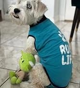 Dog Surgery Recovery Suit — Male Female After Spay Neuter Onesie — collection imagery