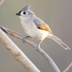 Nature’s Way Cedar Bluebird House for Outdoor Nesting — Attract These Birds