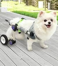 Four-Wheel Dog Mobility Cart with Front and Rear Support — collection imagery