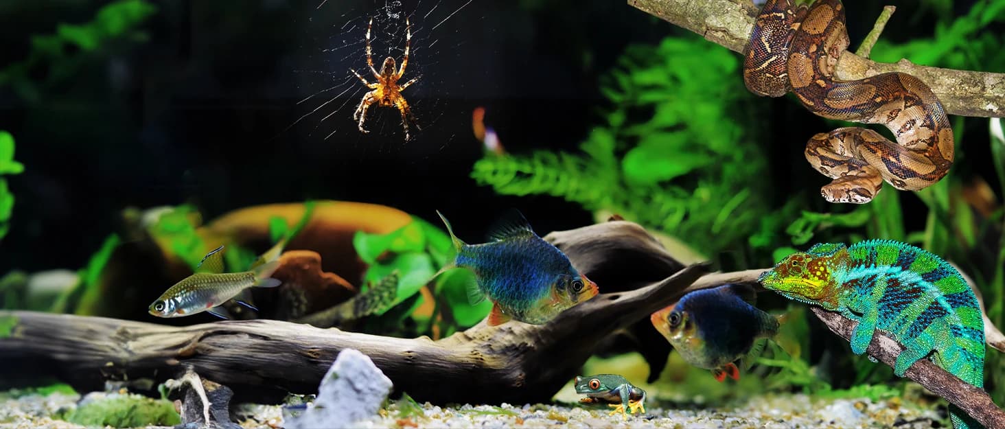 Real-time Display LED Digital Reptile Thermometer and Humidity Gauge — collection imagery