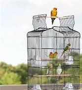 64-Inch Open Top Bird Cage for Parakeets and Cockatiels — collection imagery