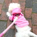 Soft Dog Hoodies for Small Dogs