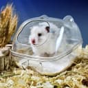 Hamster Bathtub — Hamster Bathroom