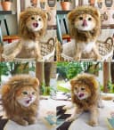 Lion Mane Wig for Cat Costume Pet Adjustable Washable Comfortable Fancy Lion Hair Cat Clothes Dress for