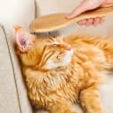 Stainless Steel Pin Dog Brush