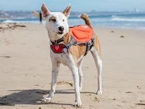 Dawson Swim Dog Life Jacket — Life Vest — Confidence in Every Splash