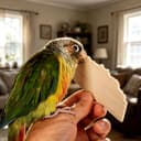 Bird Chew Toys Large Untreated Balsa Wood 10 Pack