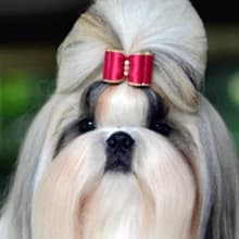 Boar Dog Brush — Groom Like a Professional — Coarse Coat