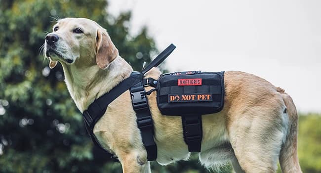 Service Dog Vest Harness, Service Dog Cape Guardian Dog Backpack Harness with Pouches Dog Saddle Bag for Small — Note