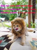 Lion Mane Wig for Cat Costume Pet Adjustable Washable Comfortable Fancy Lion Hair Cat Clothes Dress for
