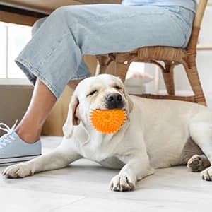 3.5” Squeaky Dog Toy Balls (6 Colors) Puppy Chew Toys for Teething — collection imagery