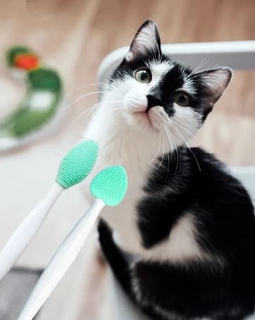 Dog Tear Stain Remover Comb for Small Doggy and Cats Pet Grooming Tool with Round Tip Stainless Steel Mini — collection imagery