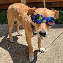 Dog Sunglasses Dog Goggles for Medium and Large Breed Dogs Eye Protection — Dog Goggles Large Breed