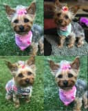 50pcs Dog Hair Accessories: Rhinestone Pearls Bowknots with Rubber Bands - Topknot Bows for Cute Styling