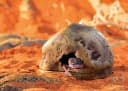 Gecko Cave for Reptiles and Amphibians